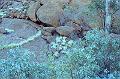 Ayers Rock - Uluru - 05